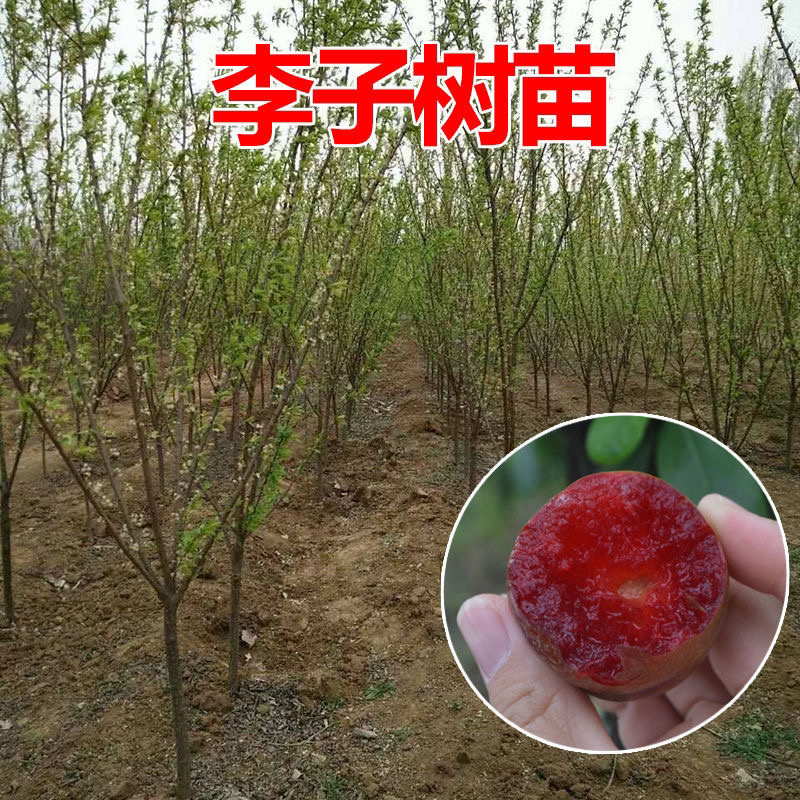 李子树苗恐龙蛋李树苗嫁接苗品质保证现挖现发包邮