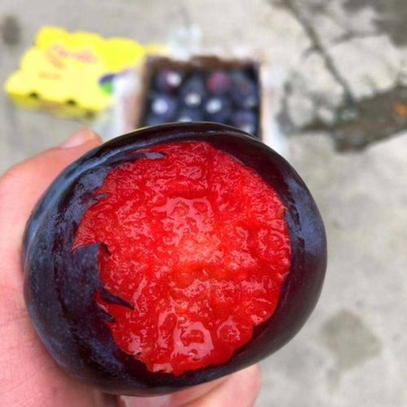 李子树苗恐龙蛋李树苗嫁接苗品质保证现挖现发包邮