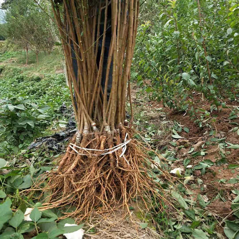 李子树苗恐龙蛋李树苗嫁接苗品质保证现挖现发包邮