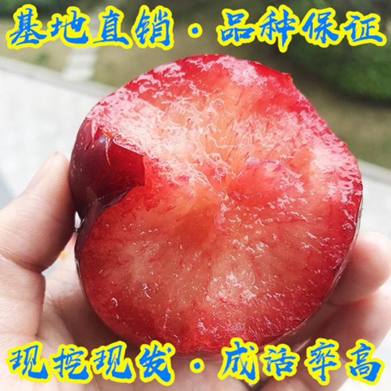 李子树苗恐龙蛋李树苗嫁接苗品质保证现挖现发包邮