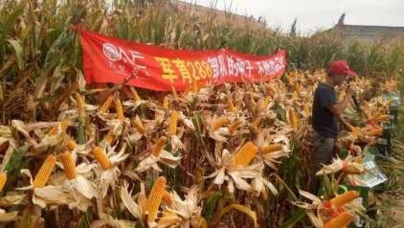 批发玉米种子