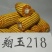 批发玉米种子