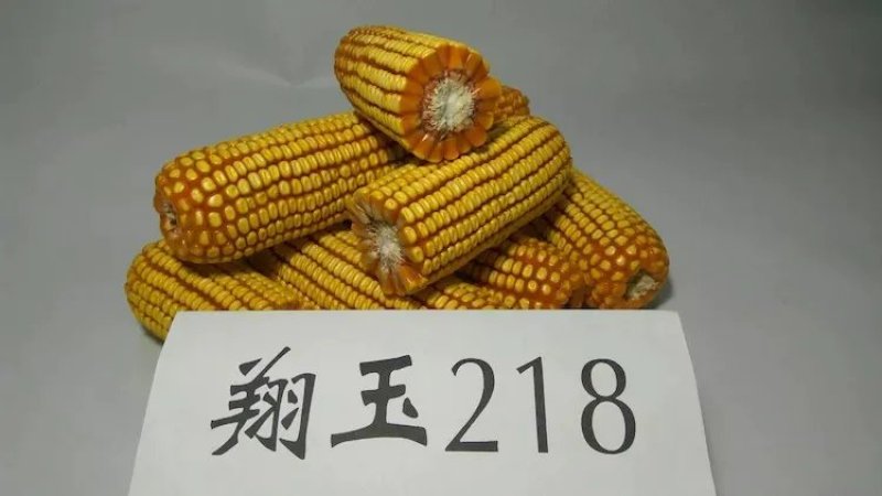 批发玉米种子