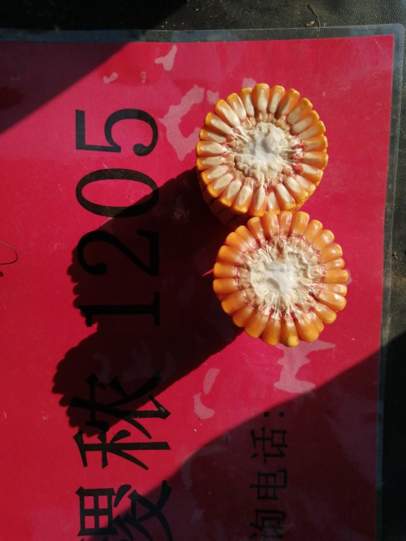 批发玉米种子