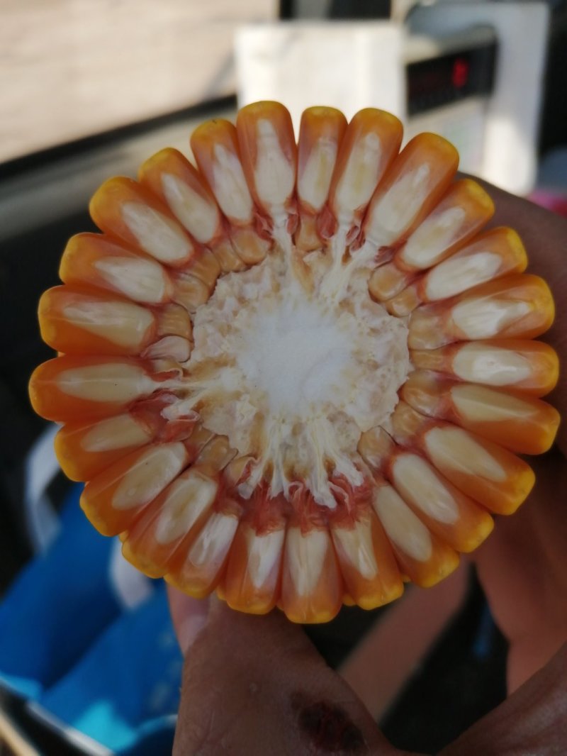 批发玉米种子