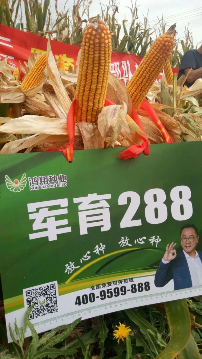 批发玉米种子