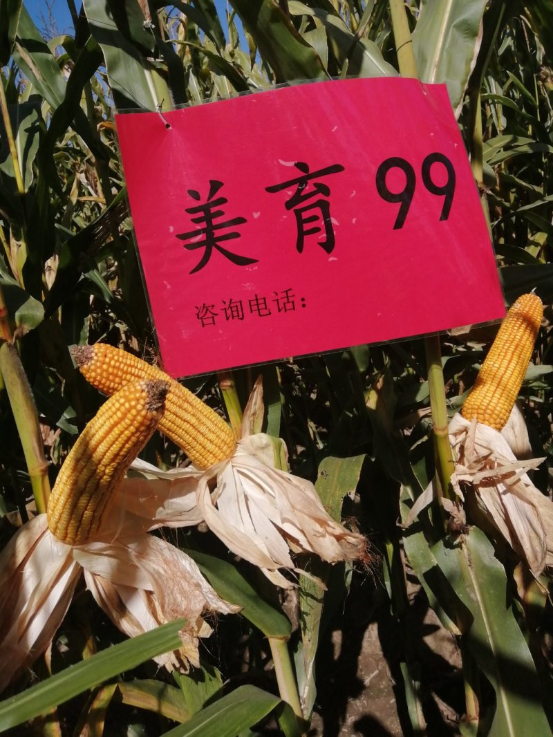 批发玉米种子