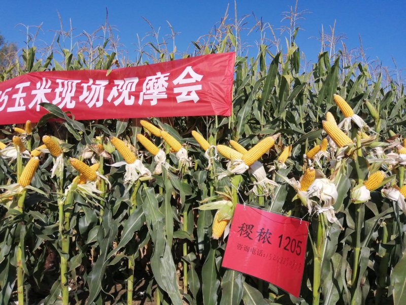 批发玉米种子