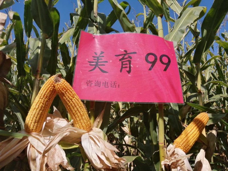批发玉米种子