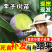 好品种早熟青脆李子苗嫁接苗保证品种纯正包成活包邮