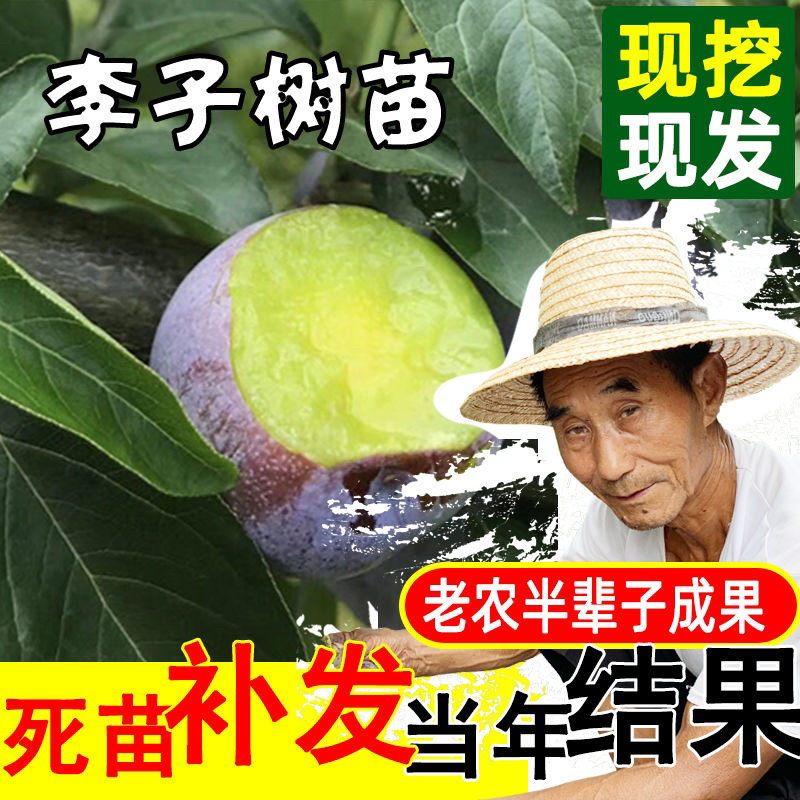 好品种早熟青脆李子苗嫁接苗保证品种纯正包成活包邮