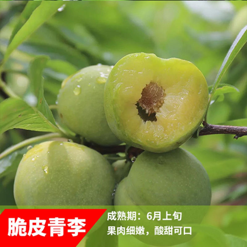 好品种早熟青脆李子苗嫁接苗保证品种纯正包成活包邮