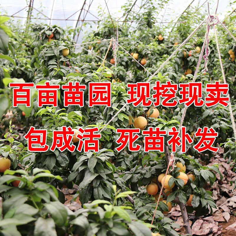 好品种早熟青脆李子苗嫁接苗保证品种纯正包成活包邮