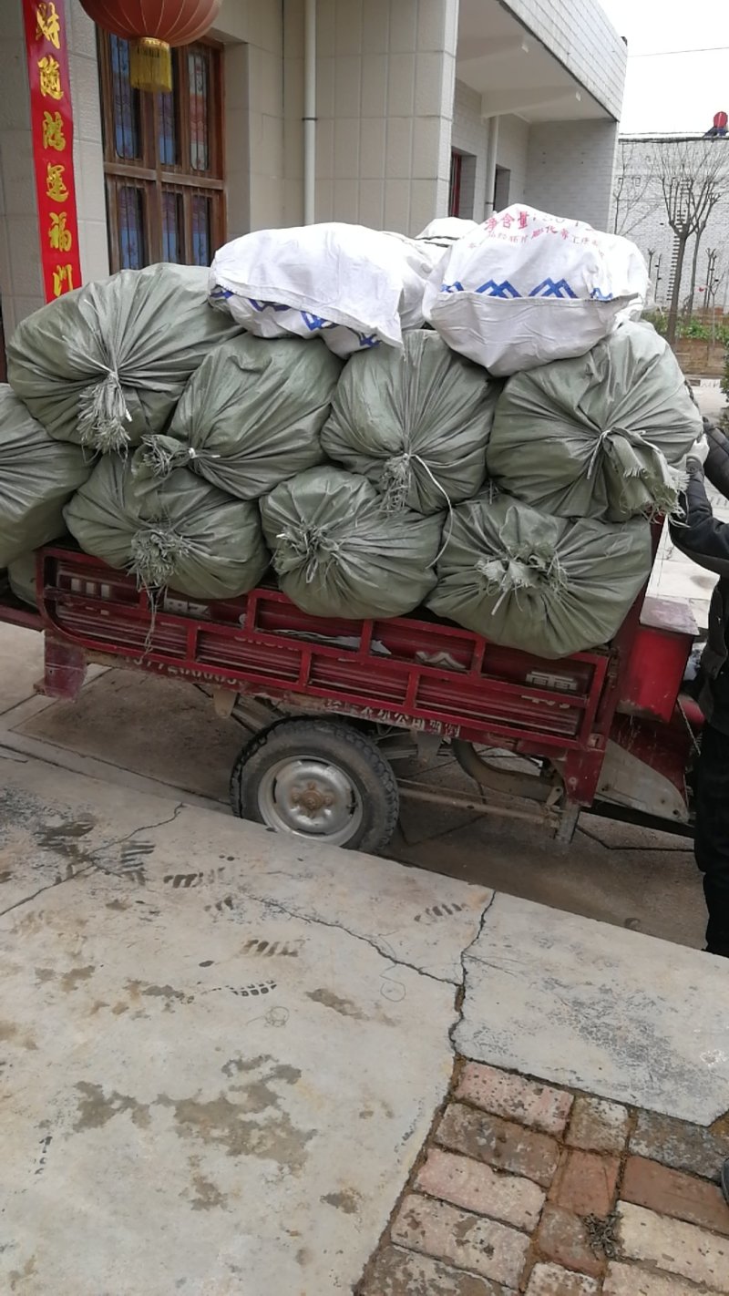 无刺花椒苗，无刺伏椒，当年挂果，签质保合同，产量高