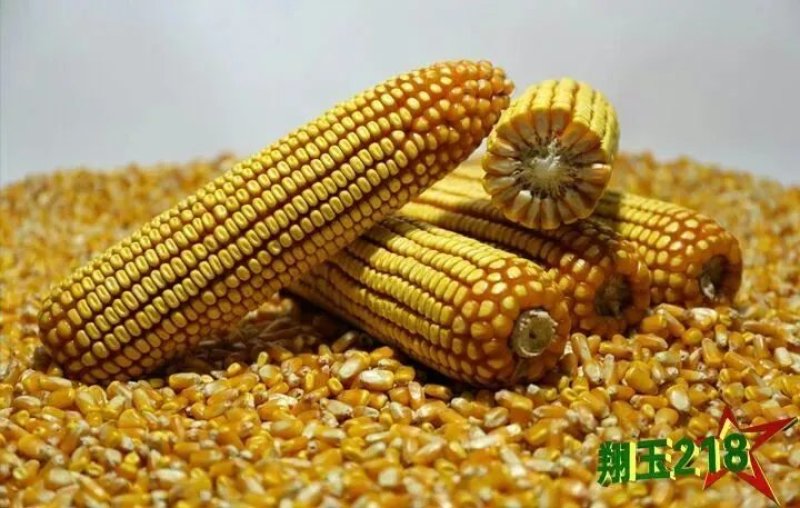 批发玉米种子