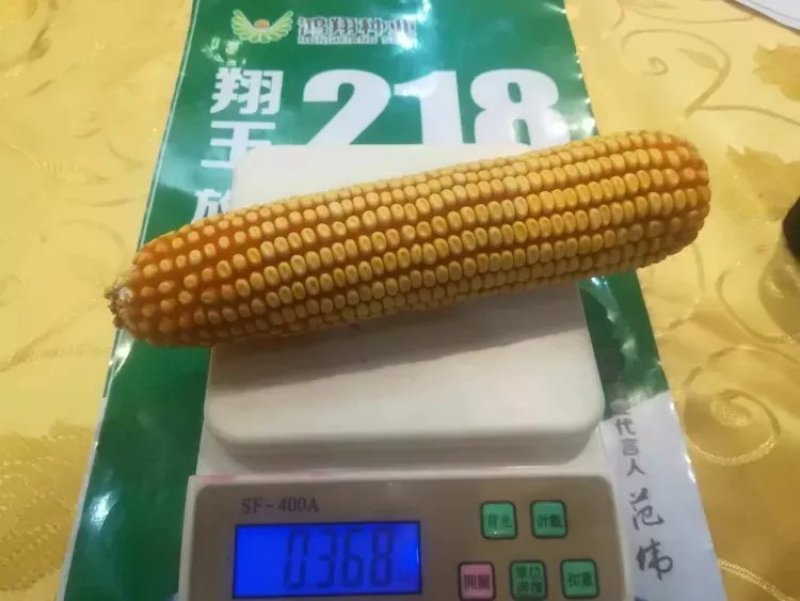 批发玉米种子