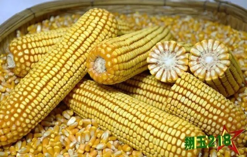 批发玉米种子