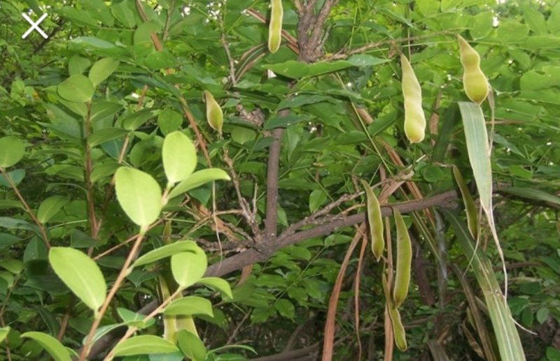 大皂角小皂角有皂角荚，