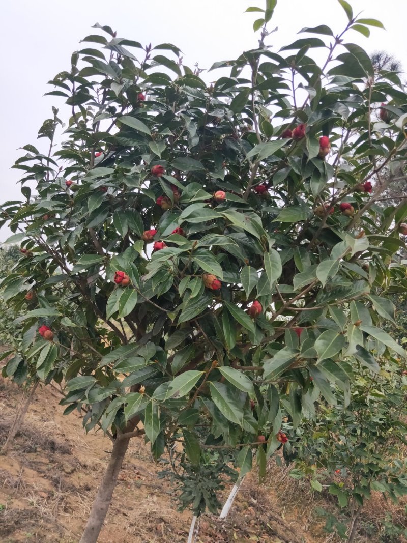 红花大油茶