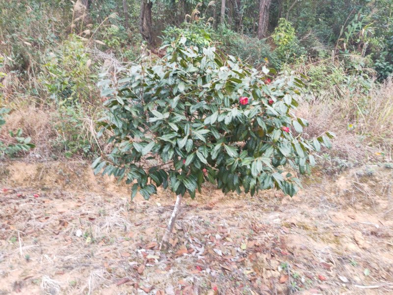红花大油茶