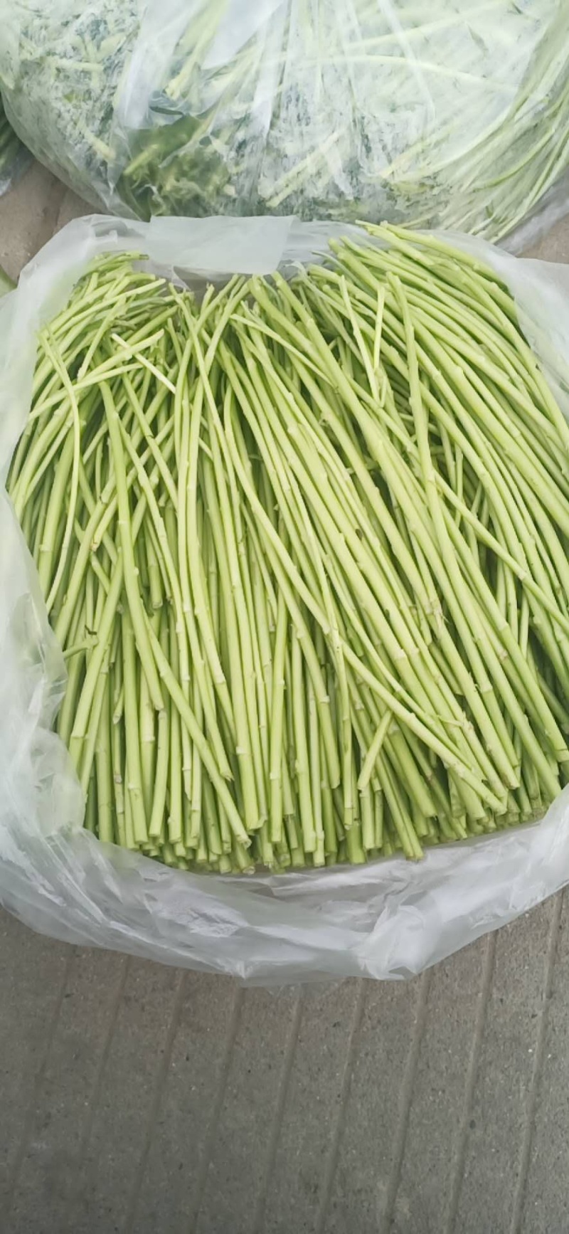 精品净蒿大量出产！产品佳！持续供货
