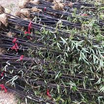 紫竹。移栽苗。成活率极好。量大有。品种齐全
