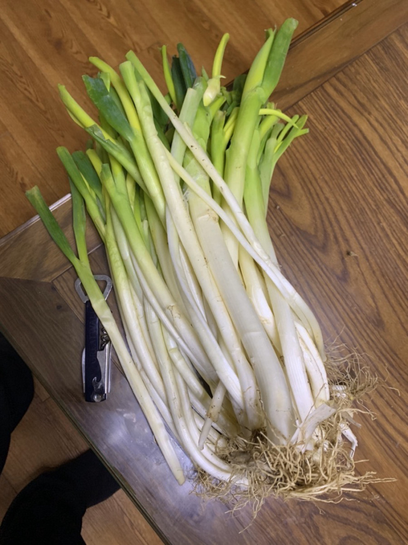 陕西现摘大葱汉中原产地直供支持一件代发