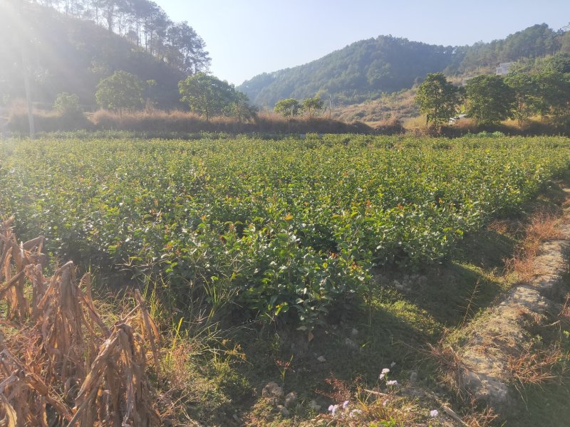 白花油茶