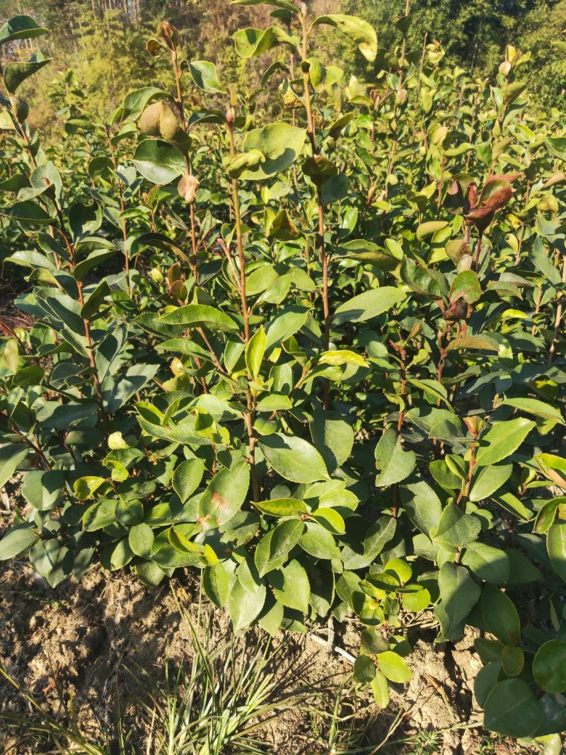 白花油茶