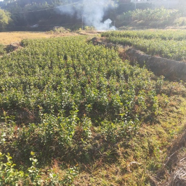 白花油茶
