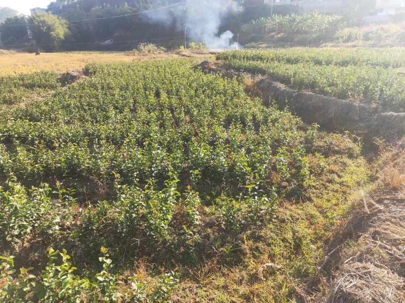 白花油茶