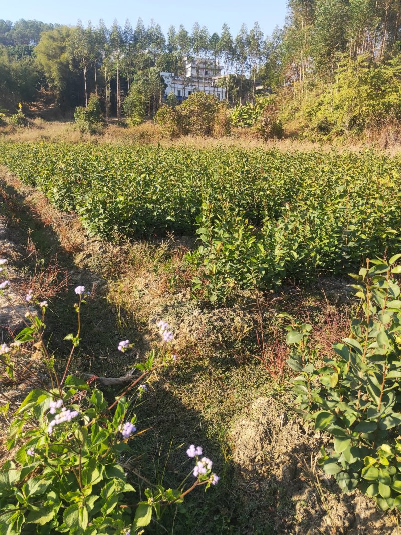 白花油茶