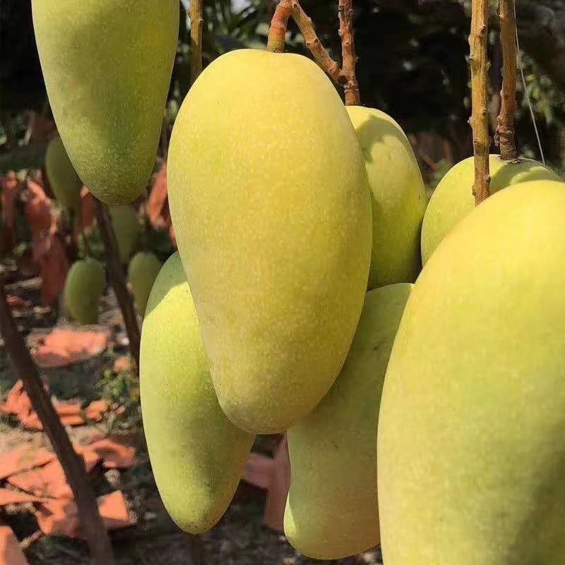 金煌