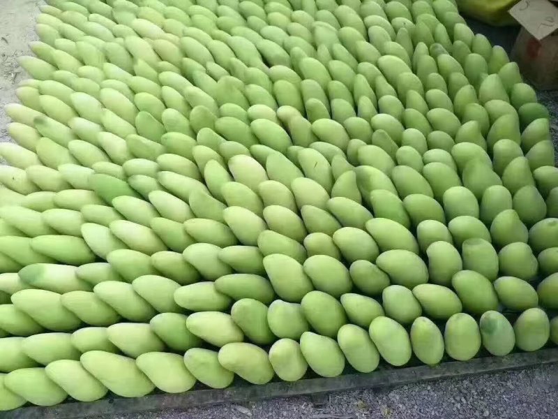 金煌