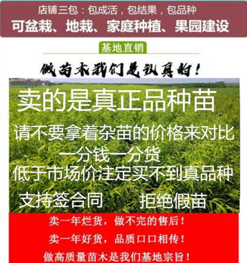 基地直销新品种中华黑桃王黑桃皇后嫁接苗当年结果苗