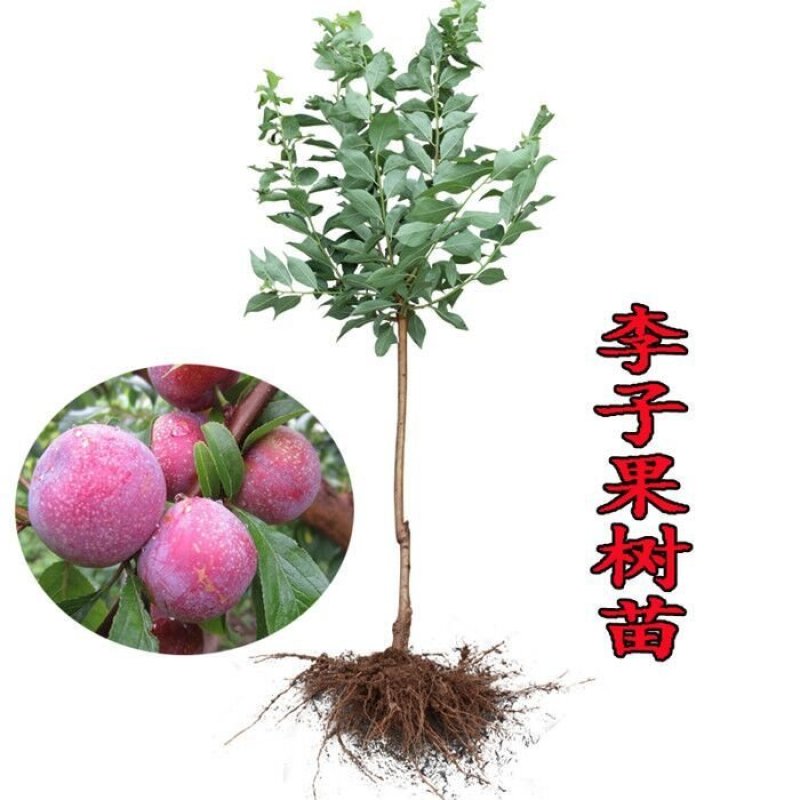 李子果树苗，蜂糖李，风味玫瑰里黑布林李