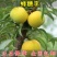 李子果树苗，蜂糖李，风味玫瑰里黑布林李