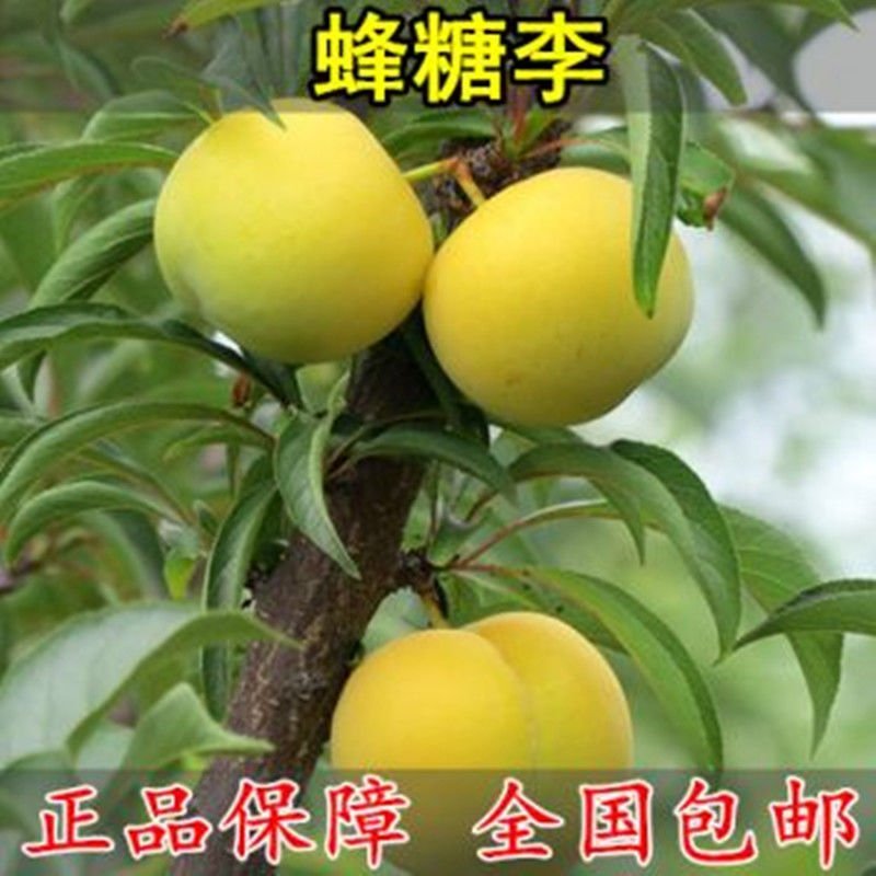 李子果树苗，蜂糖李，风味玫瑰里黑布林李