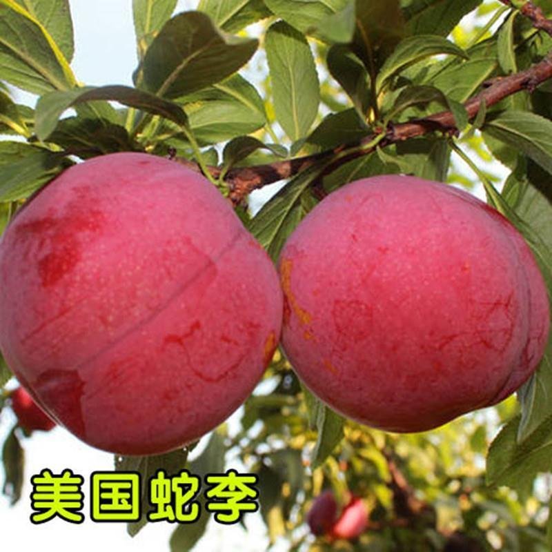 李子果树苗，蜂糖李，风味玫瑰里黑布林李