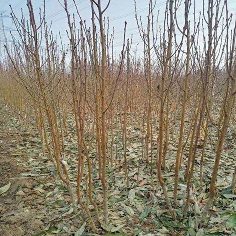 李子果树苗，蜂糖李，风味玫瑰里黑布林李