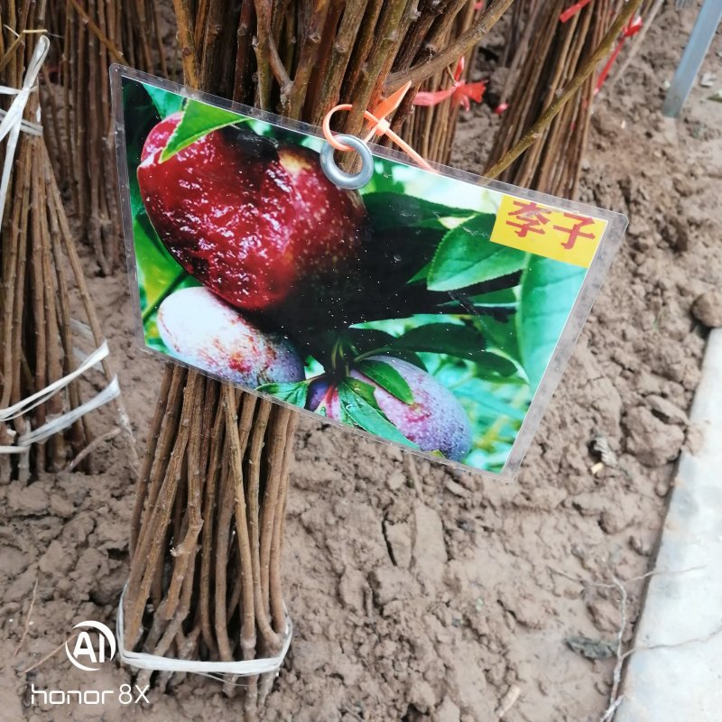 李子果树苗，蜂糖李，风味玫瑰里黑布林李