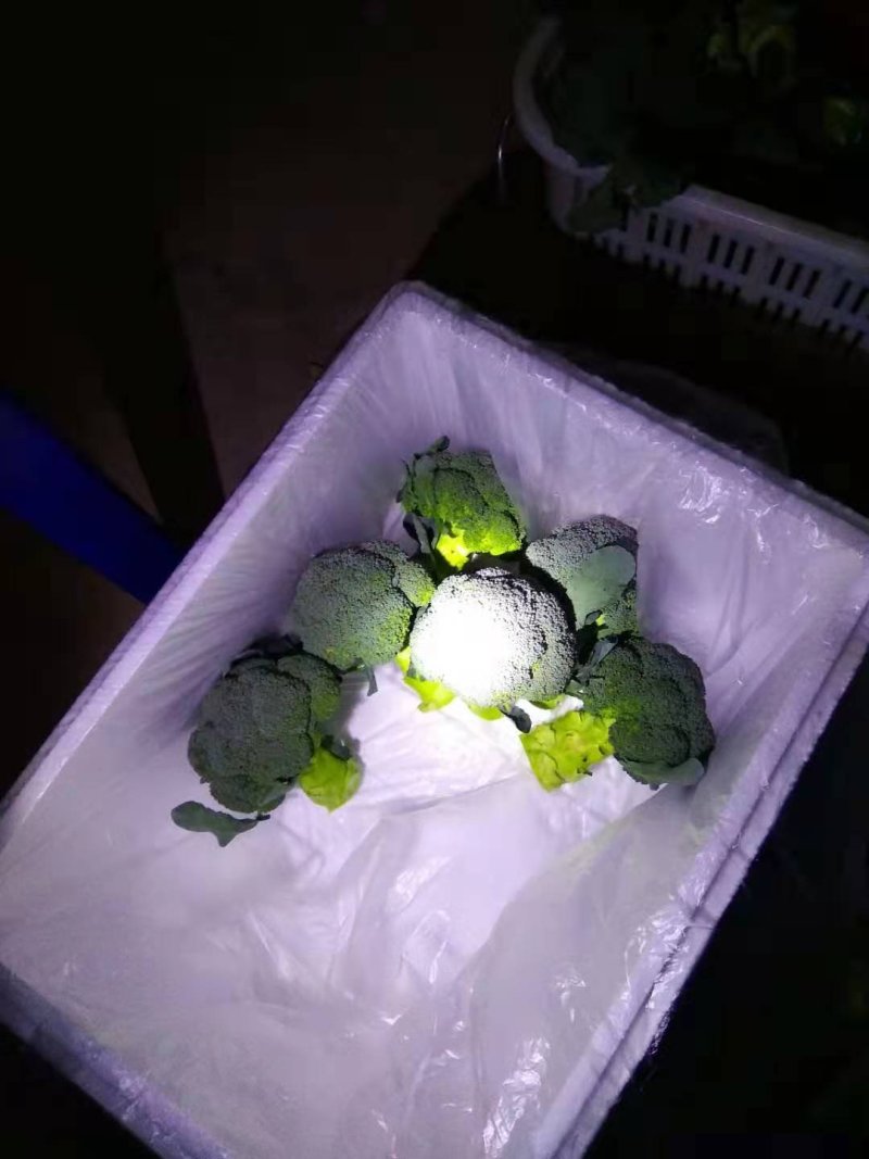 来自彩云之南--吉祥云精品西兰花