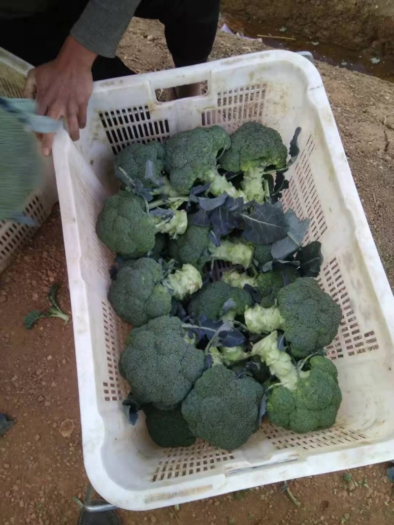 来自彩云之南--吉祥云精品西兰花