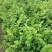 朴树小苗，江西九江朴树小苗基地，常年供应朴树小苗