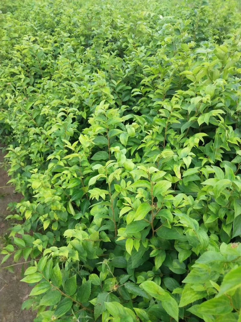 朴树小苗，江西九江朴树小苗基地，常年供应朴树小苗