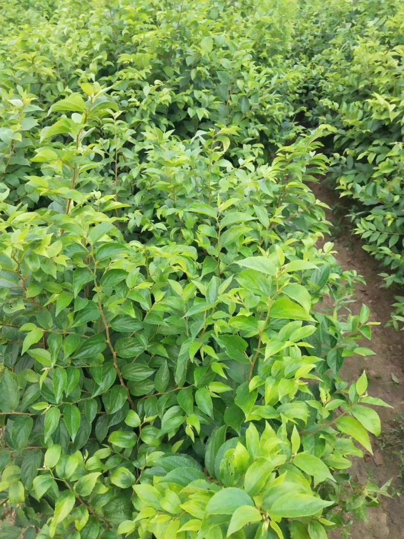 朴树小苗，江西九江朴树小苗基地，常年供应朴树小苗