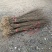 朴树小苗，江西九江朴树小苗基地，常年供应朴树小苗