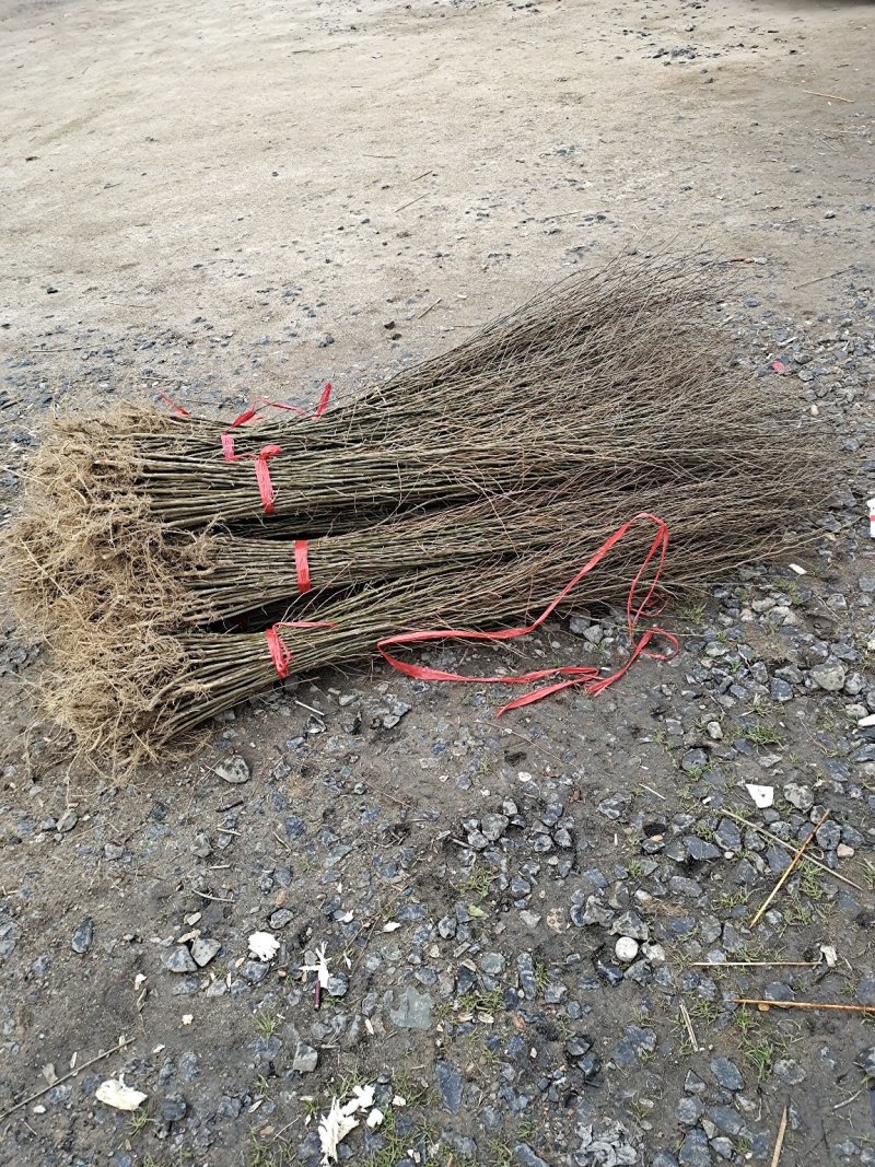 朴树小苗，江西九江朴树小苗基地，常年供应朴树小苗