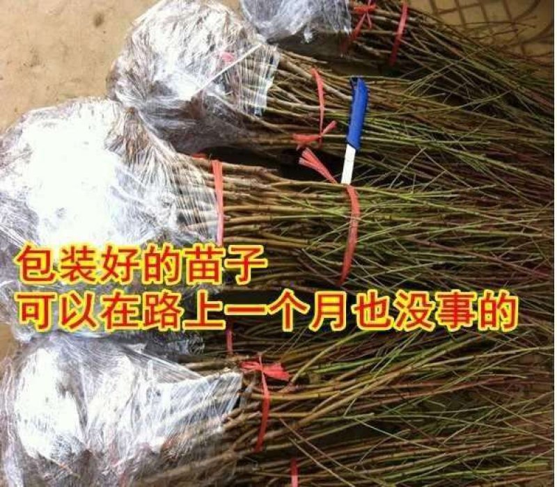 基地直销新品种中华黑桃王黑桃皇后嫁接苗当年结果苗