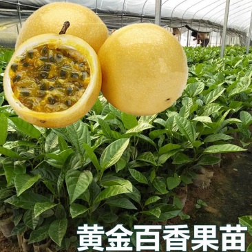 广西百香果苗四季种植台农百香嫁接苗黄金百香果嫁接苗